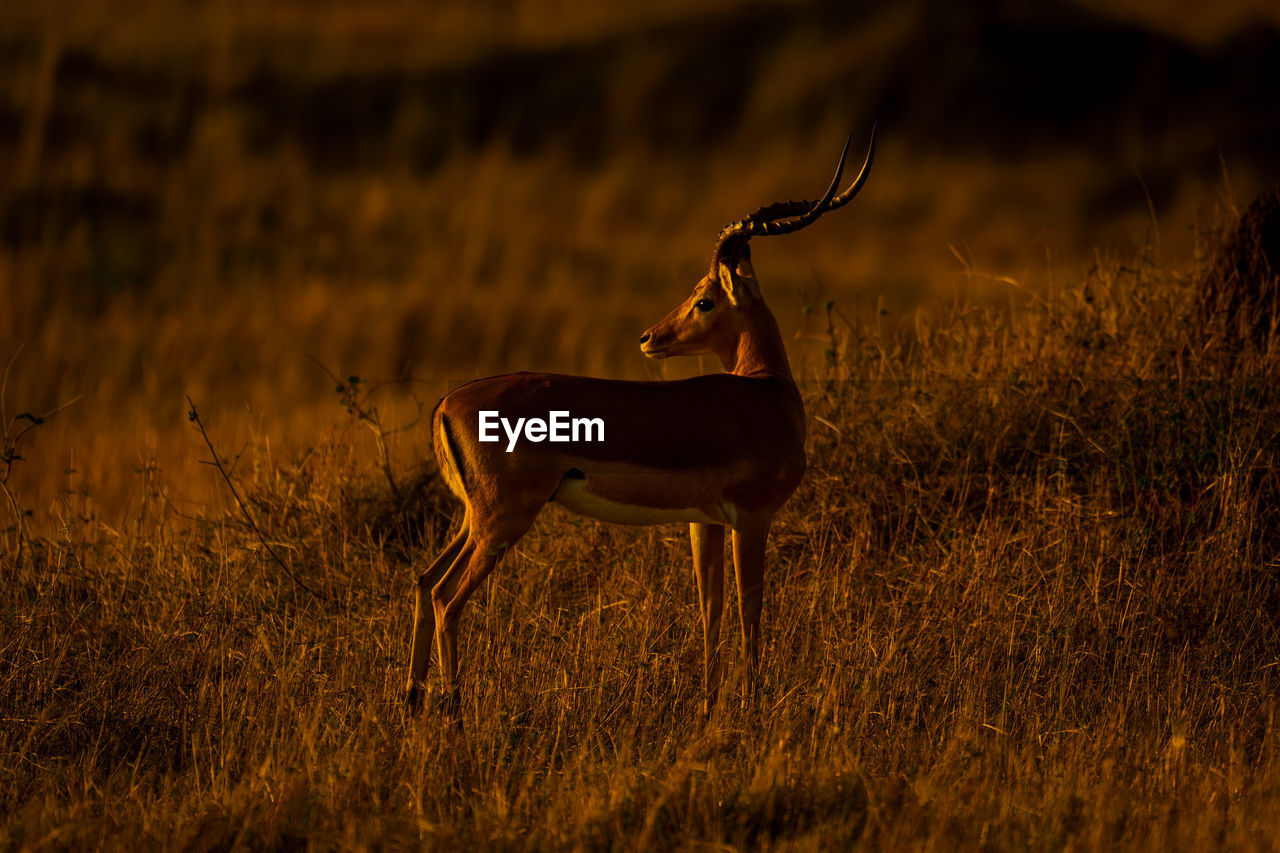 side view of deer standing on field