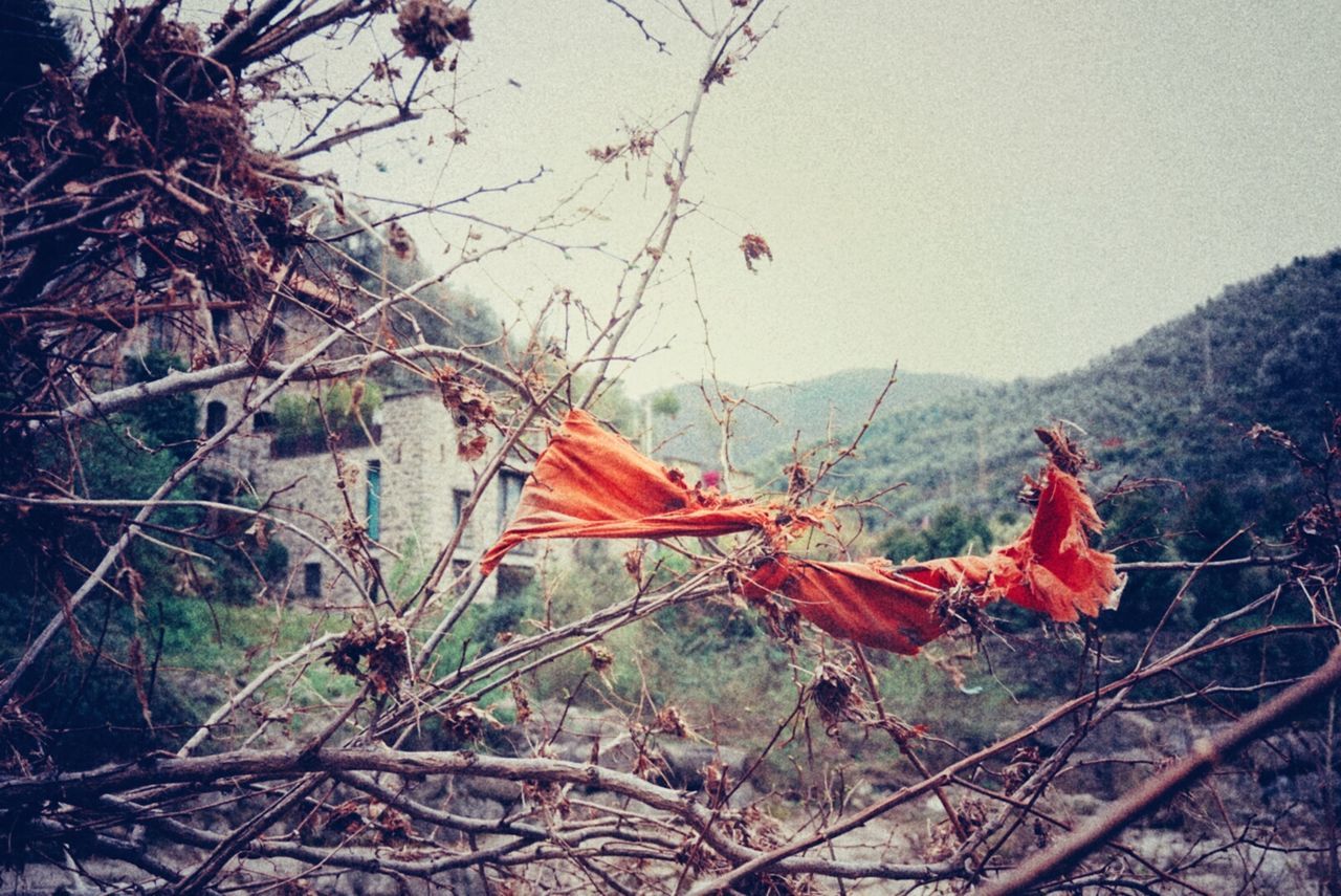 Close-up of plants growing on mountain