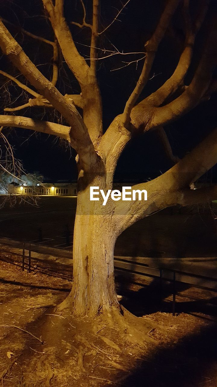 TREE TRUNK ON FIELD DURING NIGHT