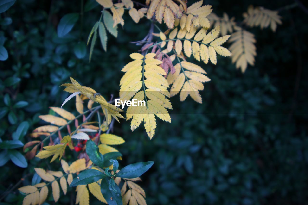 Close-up of autumnal leaves on tree