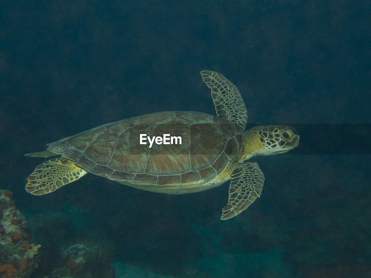 Chelonia mydas, the green sea turtle
