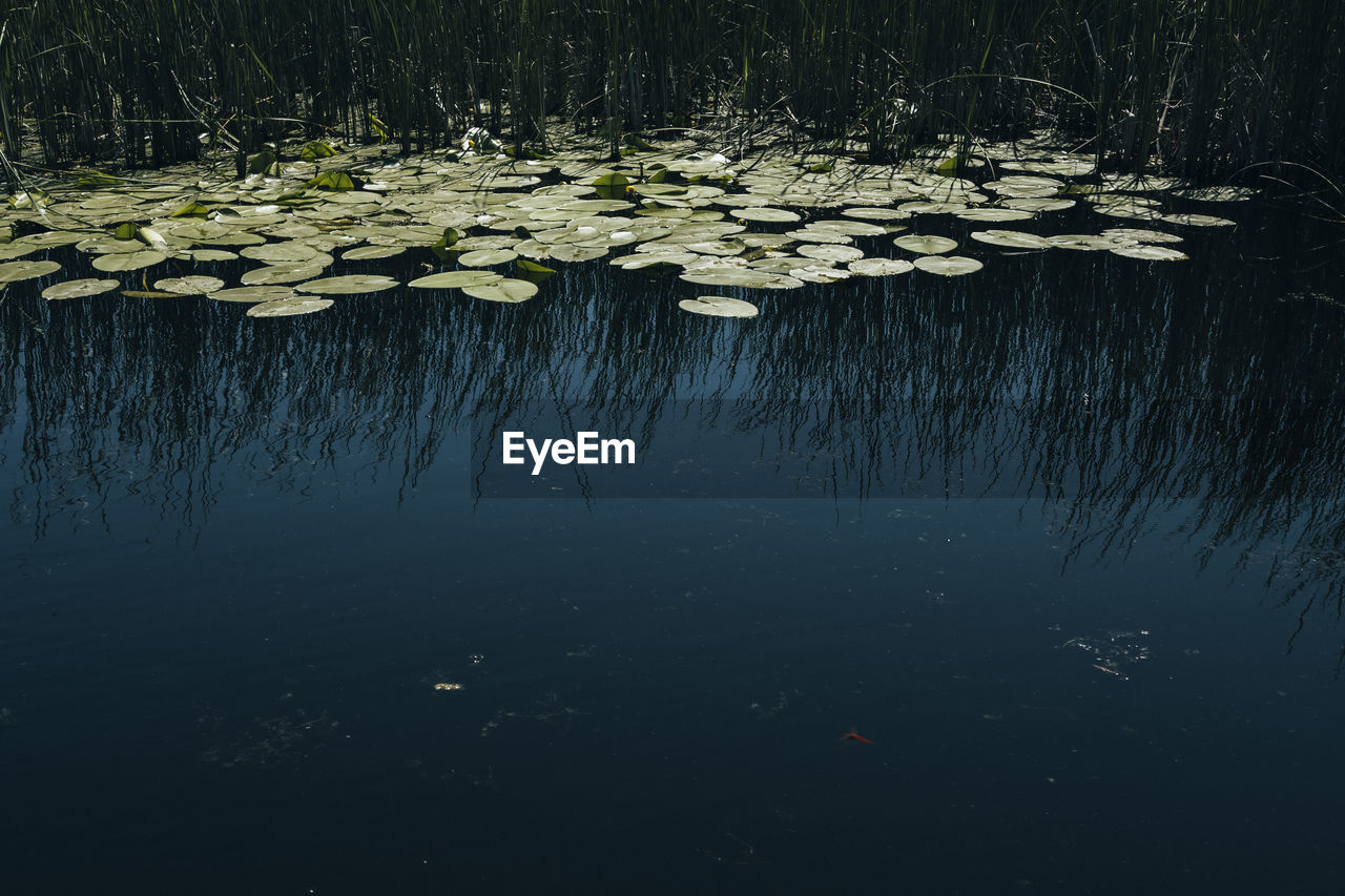 View of water lily in lake