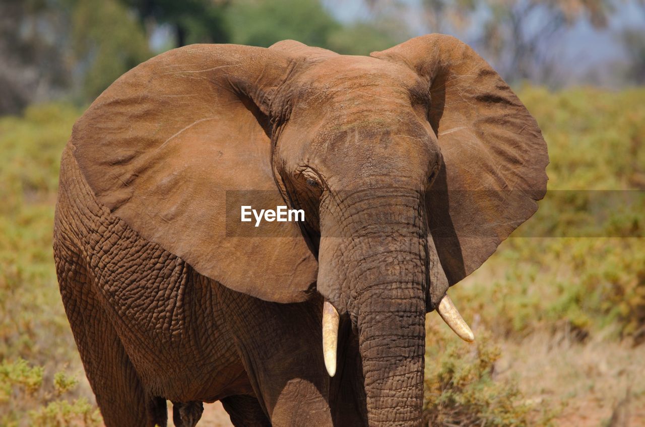 Elephant in samburu