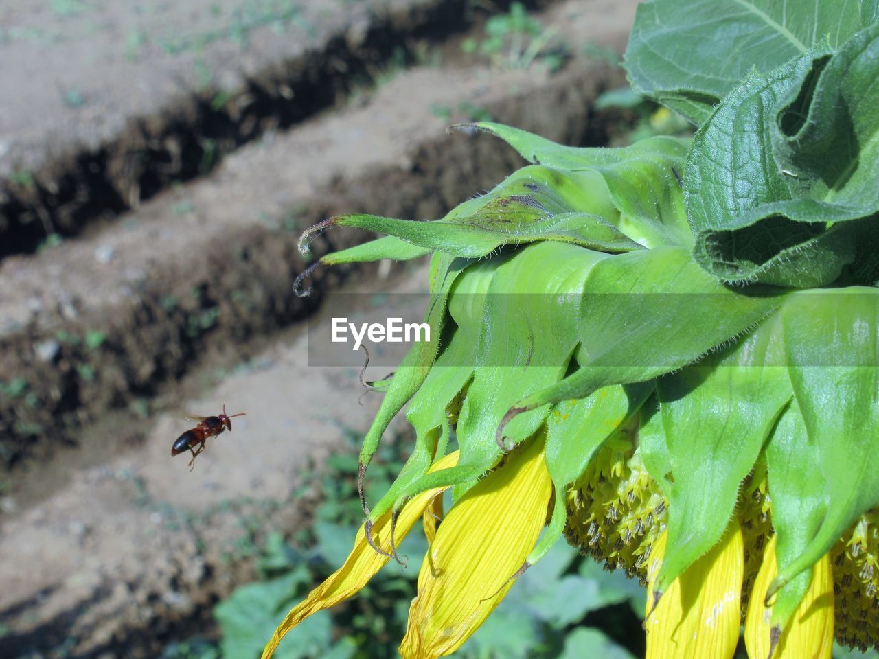 CLOSE-UP OF INSECT FLYING OVER LEAF