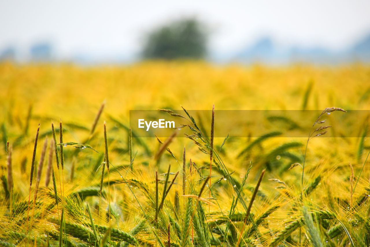 CLOSE-UP OF CORN FIELD