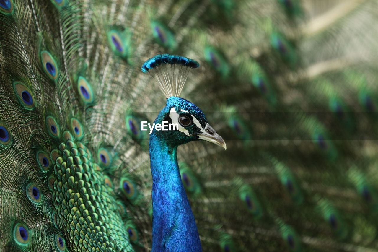 Close-up of peacock