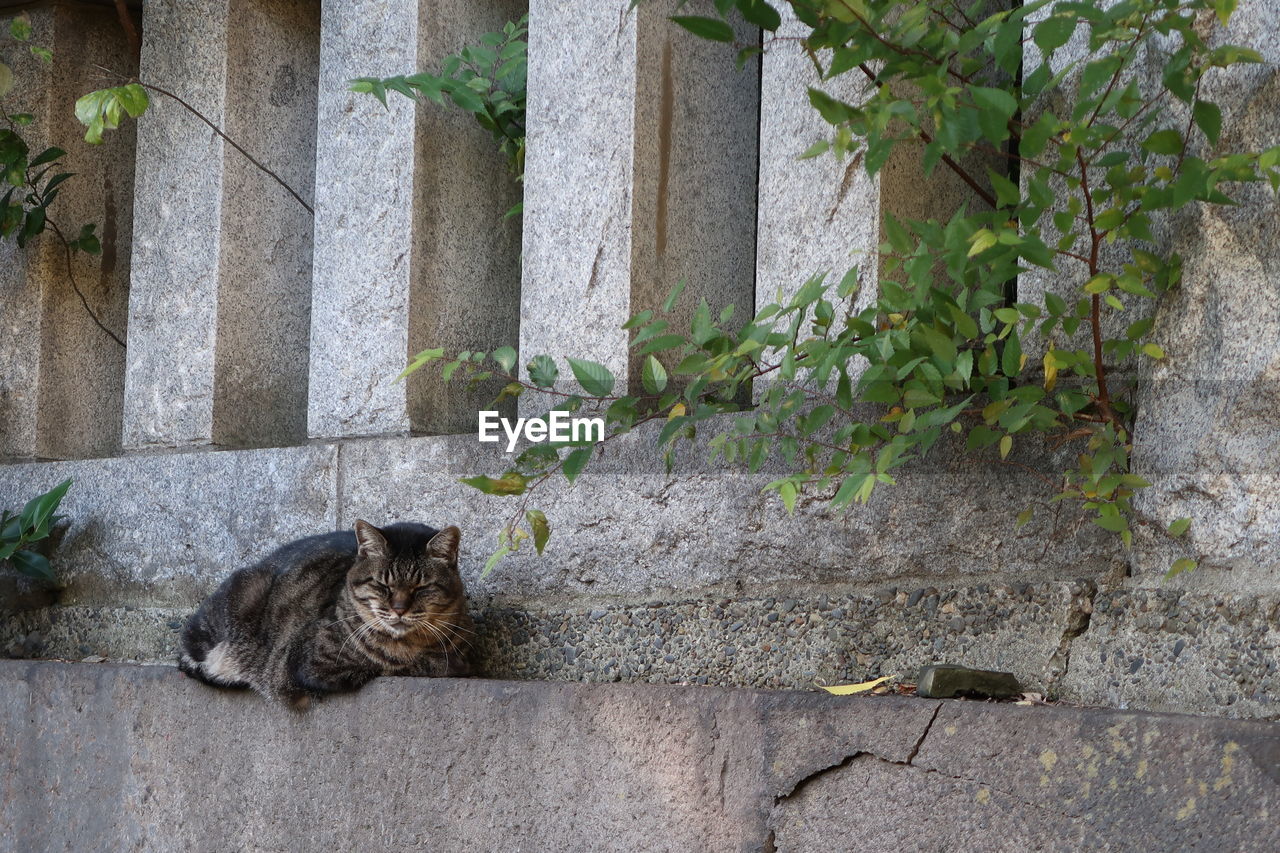 PORTRAIT OF CAT SITTING ON PLANT