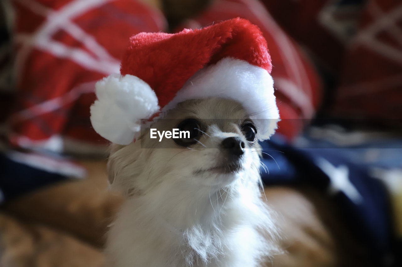 Portrait of chihuahua with christmas hat on