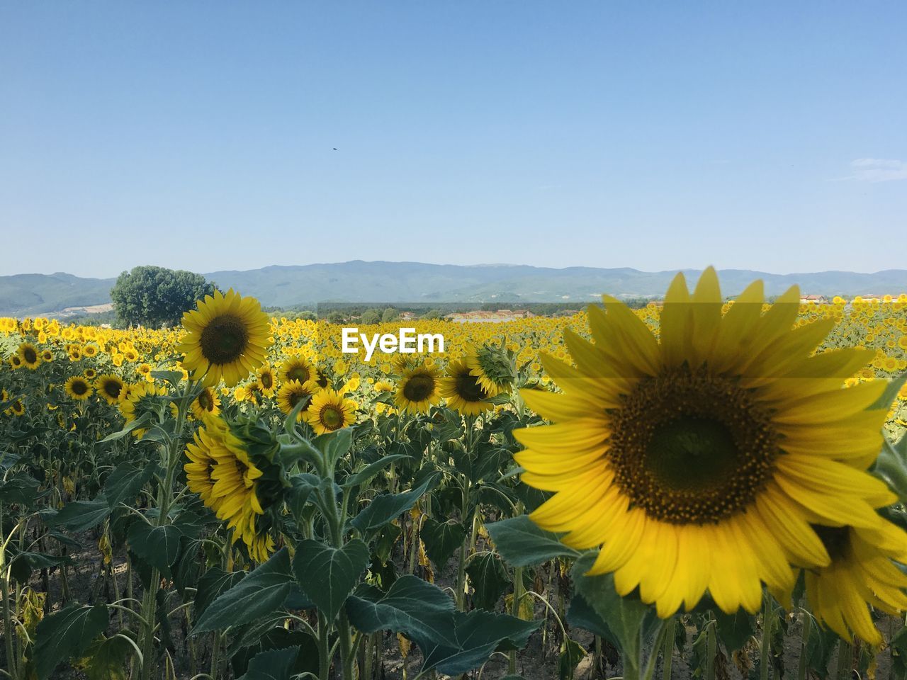 Sunflowers in field against sky