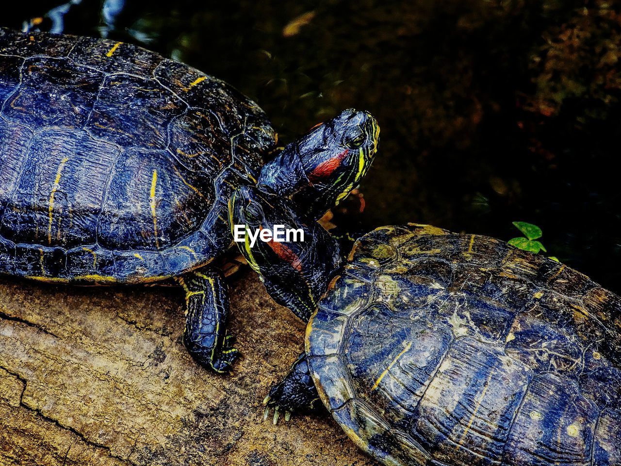 Close-up of turtles on log