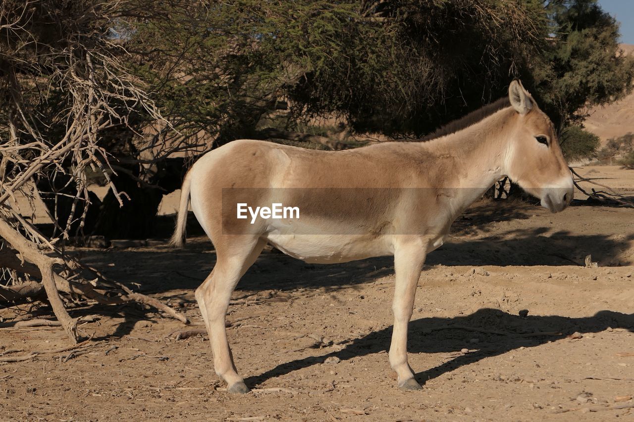 Donkey standing on field