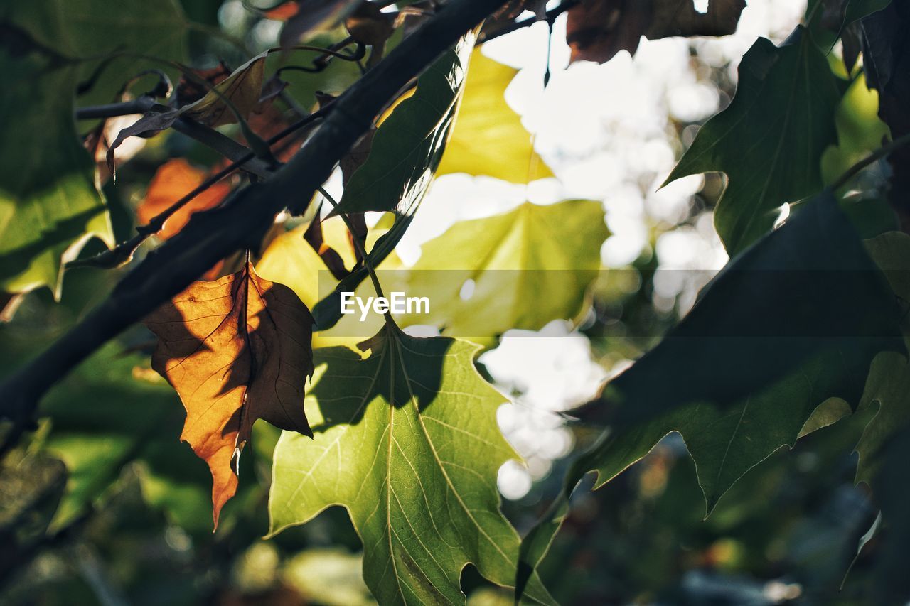 LOW ANGLE VIEW OF FRESH LEAVES ON TREE