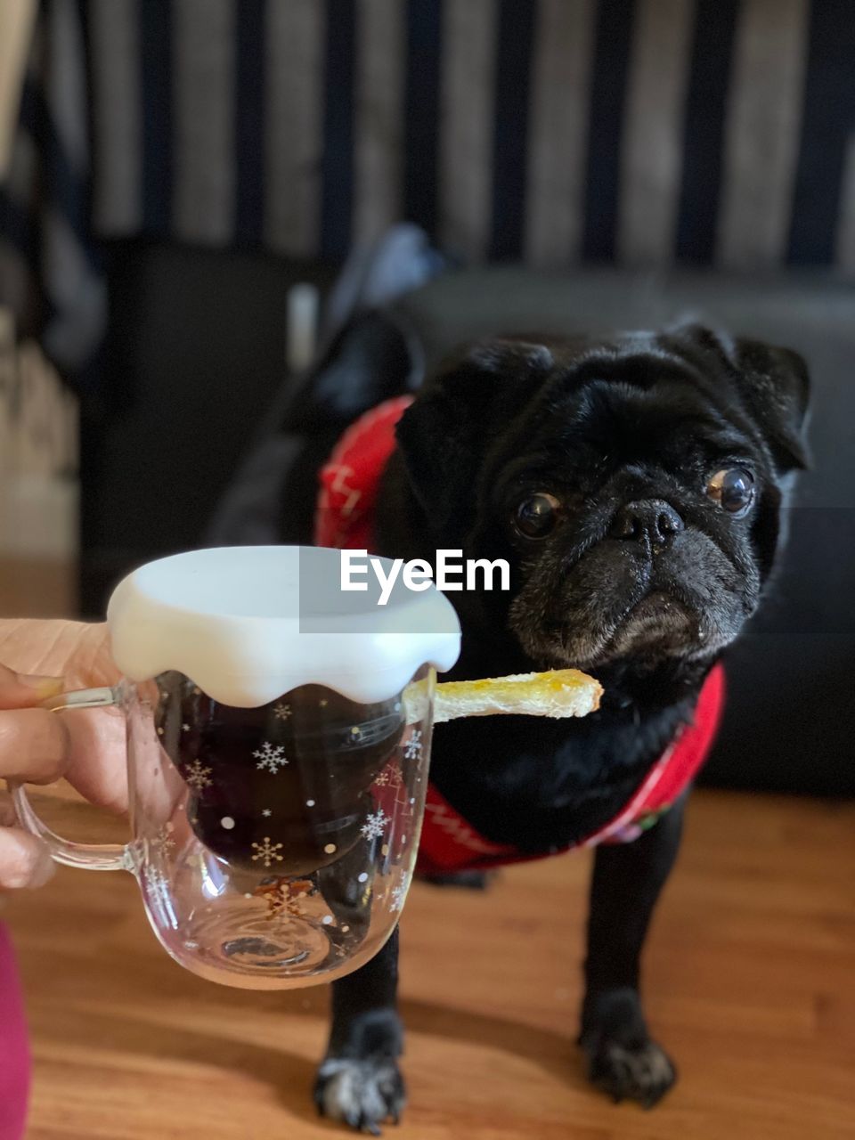 dog, canine, pet, domestic animals, one animal, mammal, animal themes, animal, pug, lap dog, food and drink, drink, refreshment, holding, hand, french bulldog, indoors, puppy, carnivore, focus on foreground, young animal, bulldog, purebred dog, glass, household equipment, food, one person, drinking glass