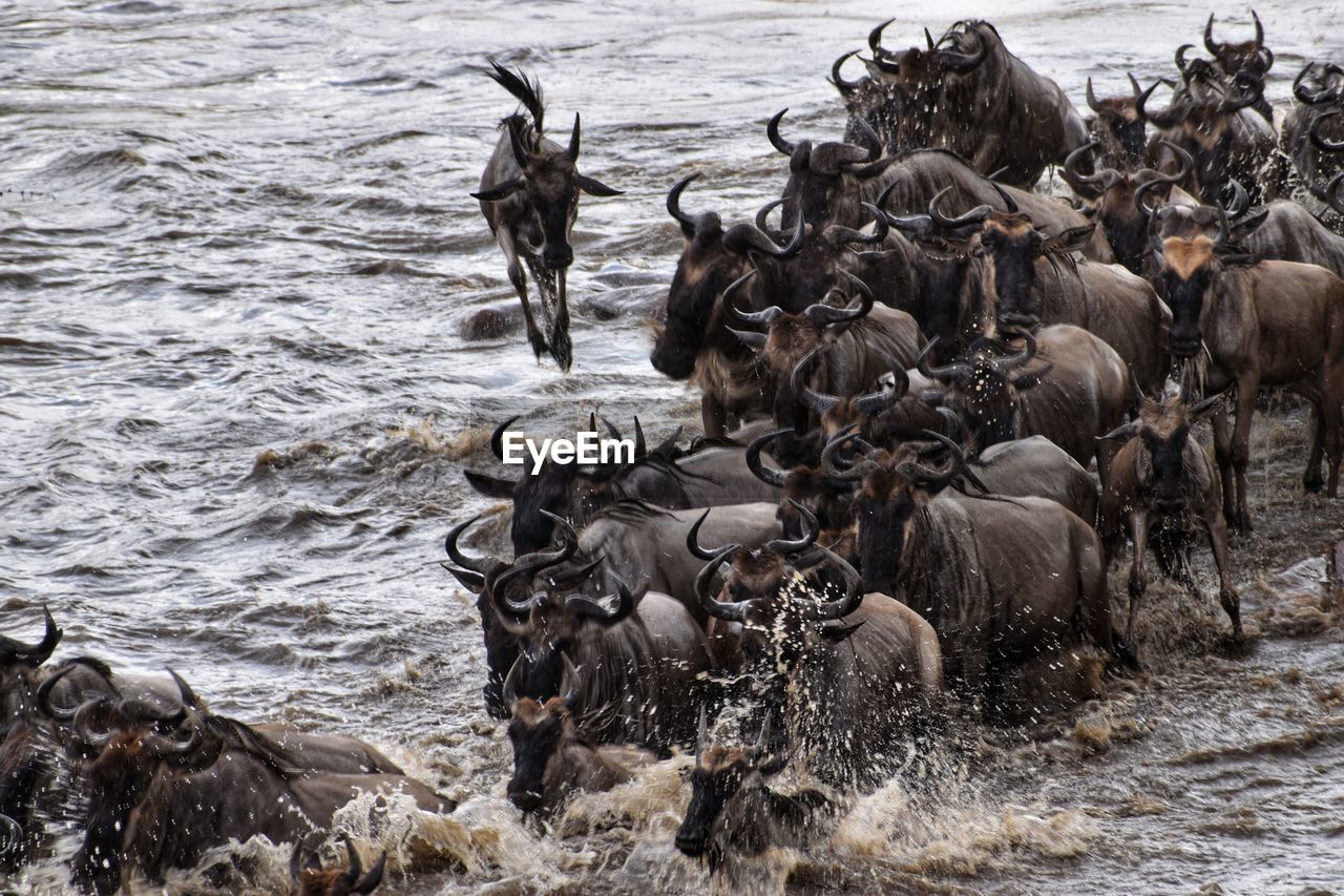 Wildebeest crossing the river between kenya and tanzania