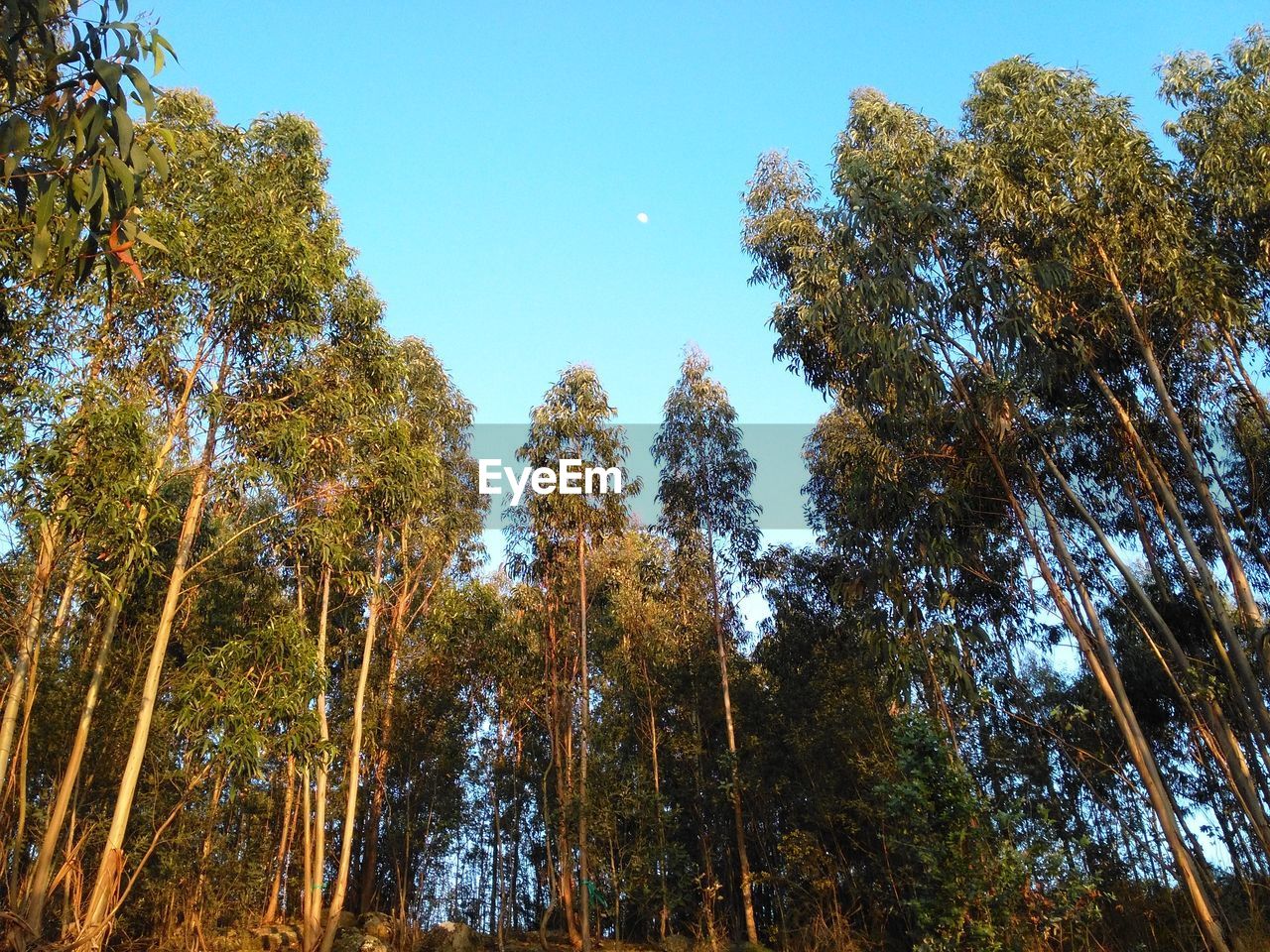 LOW ANGLE VIEW OF TREES AGAINST CLEAR SKY