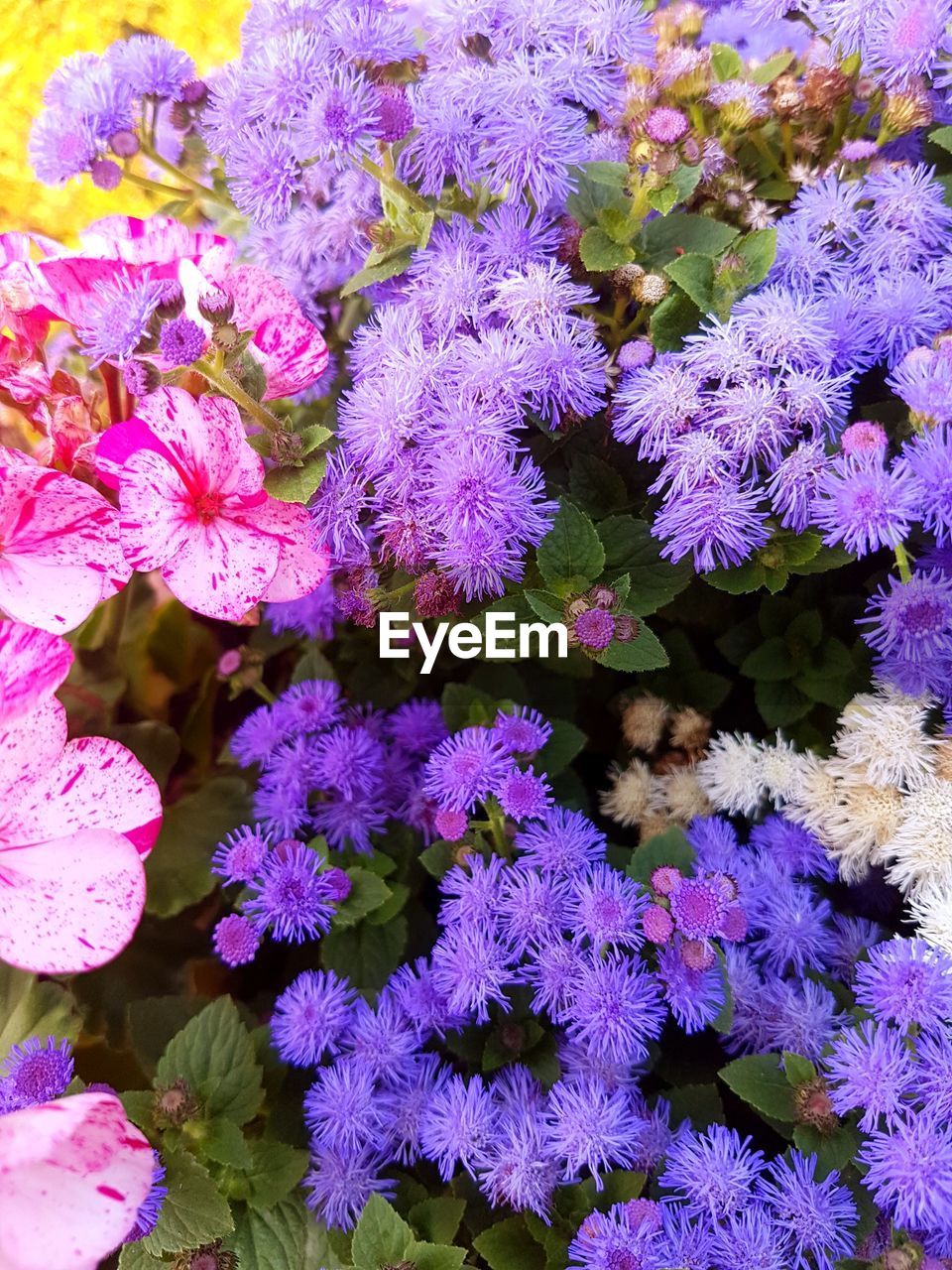 Close-up of purple flowers blooming outdoors