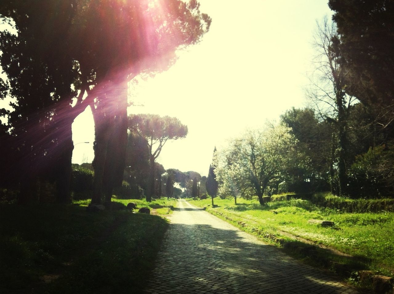 SUN SHINING THROUGH TREES ON LANDSCAPE