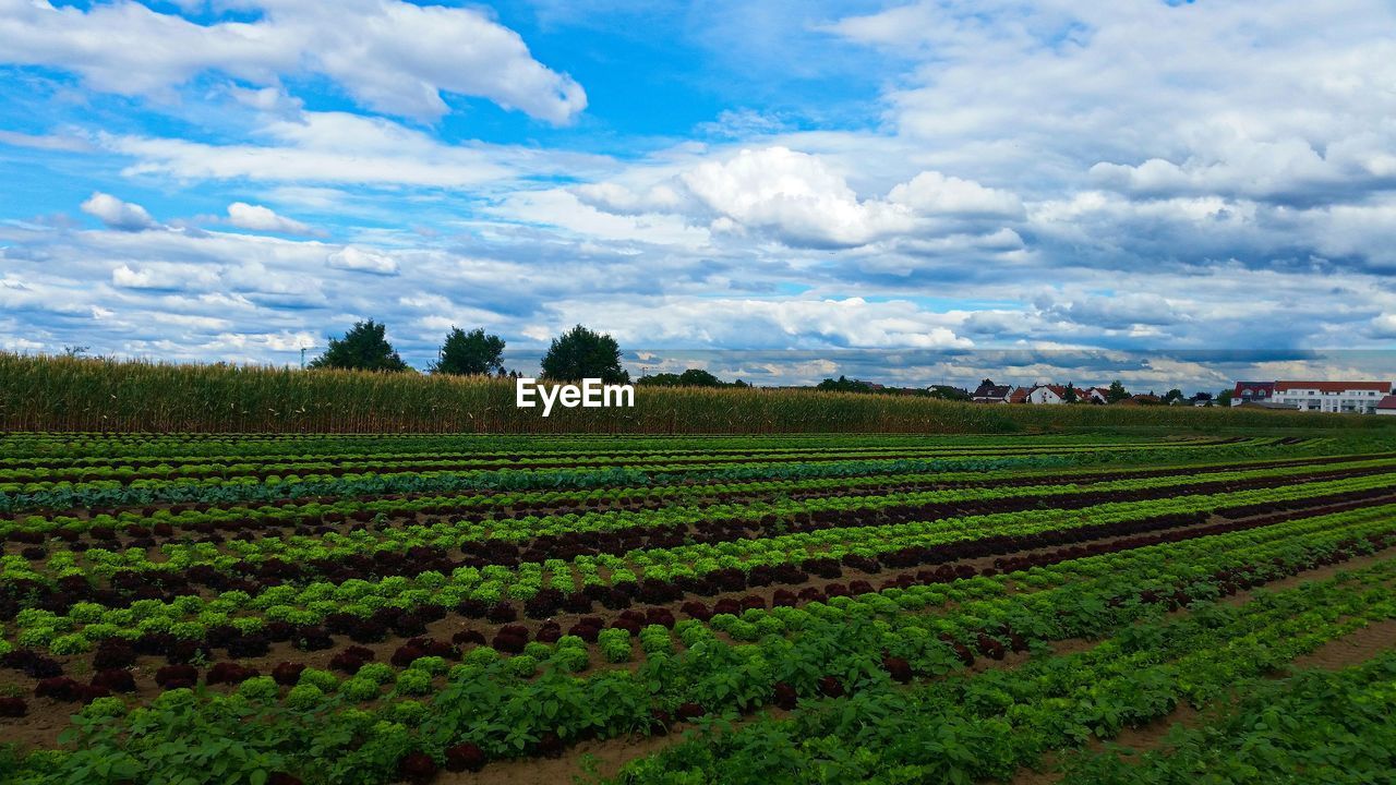 SCENIC VIEW OF RURAL LANDSCAPE