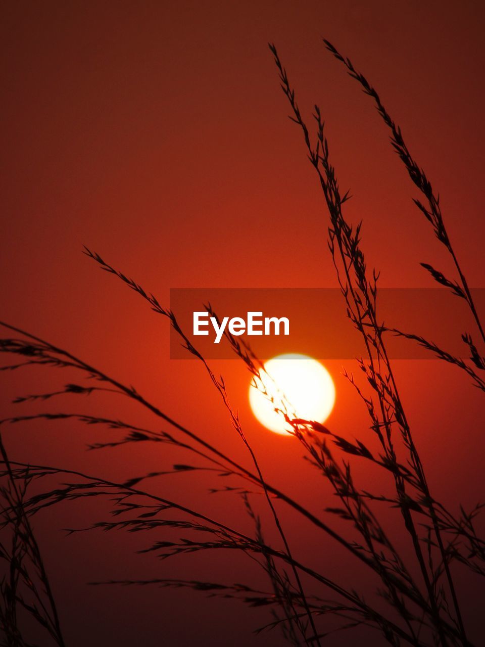 LOW ANGLE VIEW OF SILHOUETTE BIRD AT SUNSET