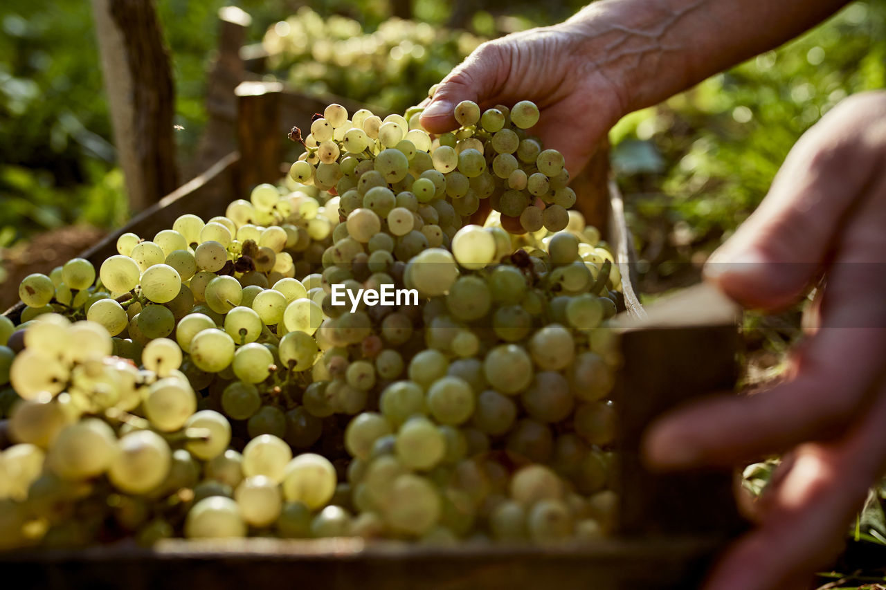 Hand of farmer holding bunch of grapes