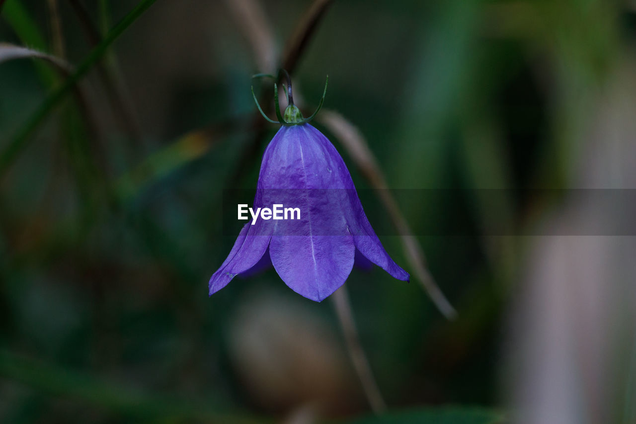 Close-up of purple flowering plant