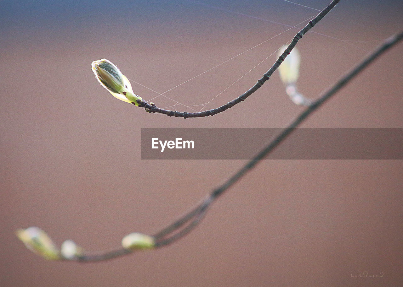 CLOSE-UP OF SPIDER WEB ON GREEN LEAF