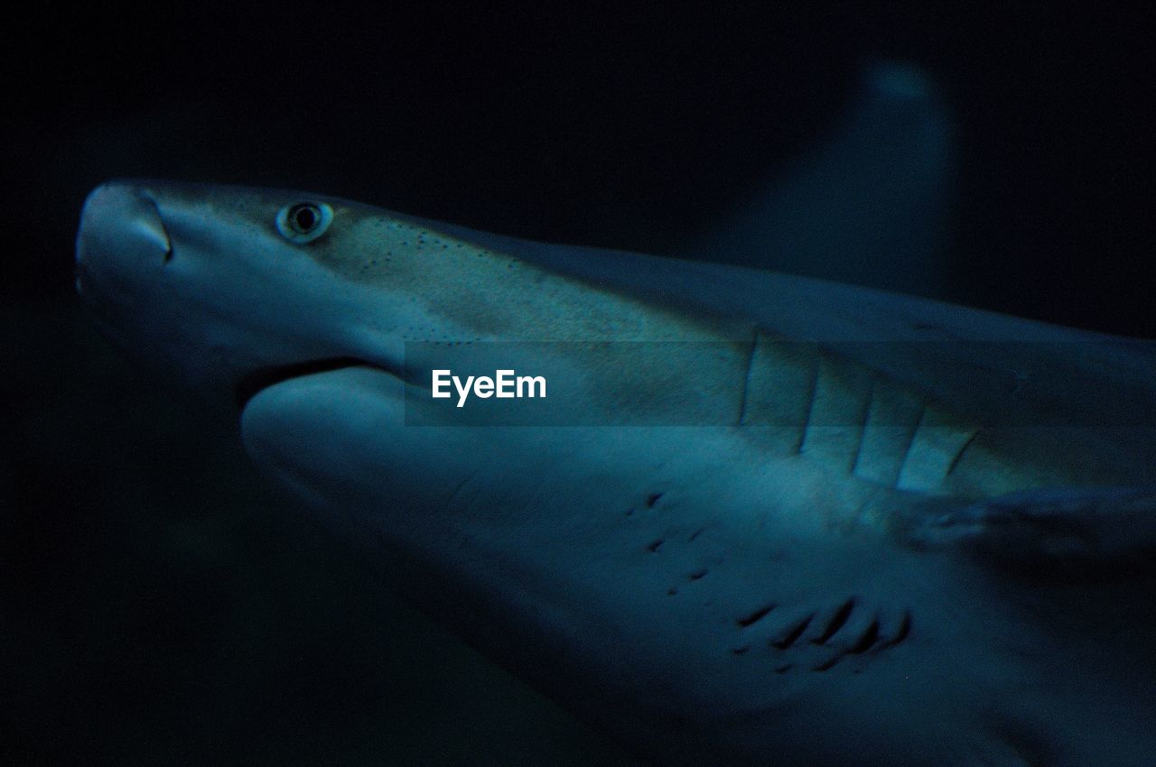 CLOSE-UP OF FISH SWIMMING UNDERWATER