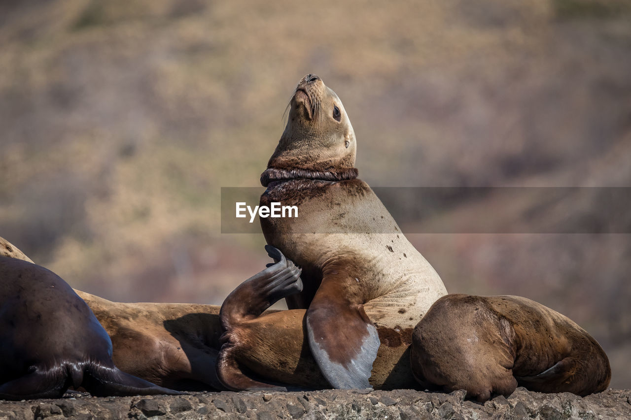 Seals on rock against mountain