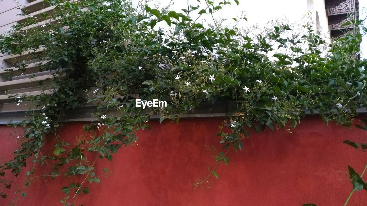 CLOSE-UP OF IVY ON WINDOW