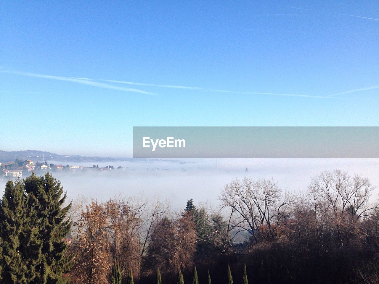 Panoramic shot of trees against clear blue sky