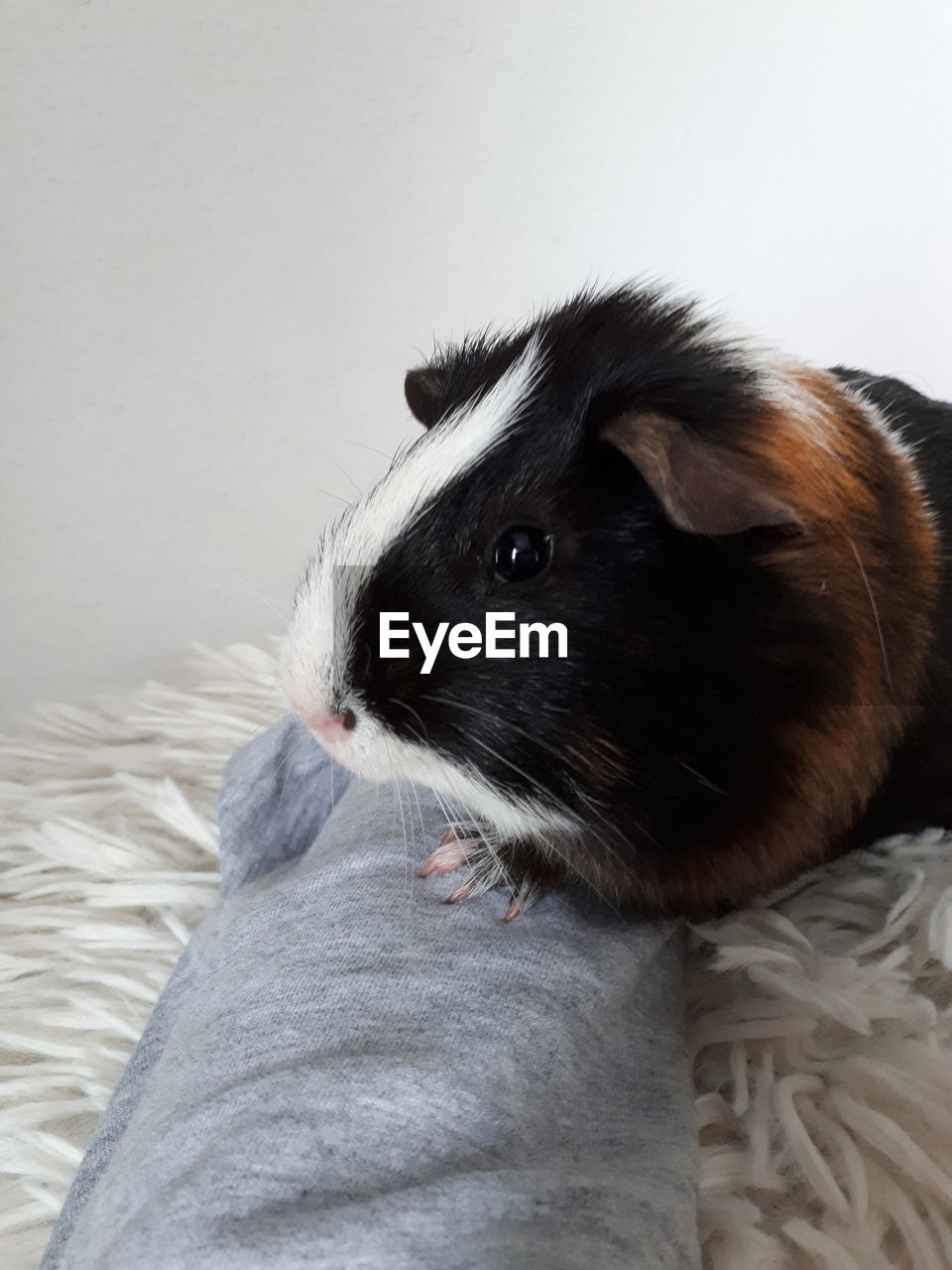 Close-up of guinea pig on bed