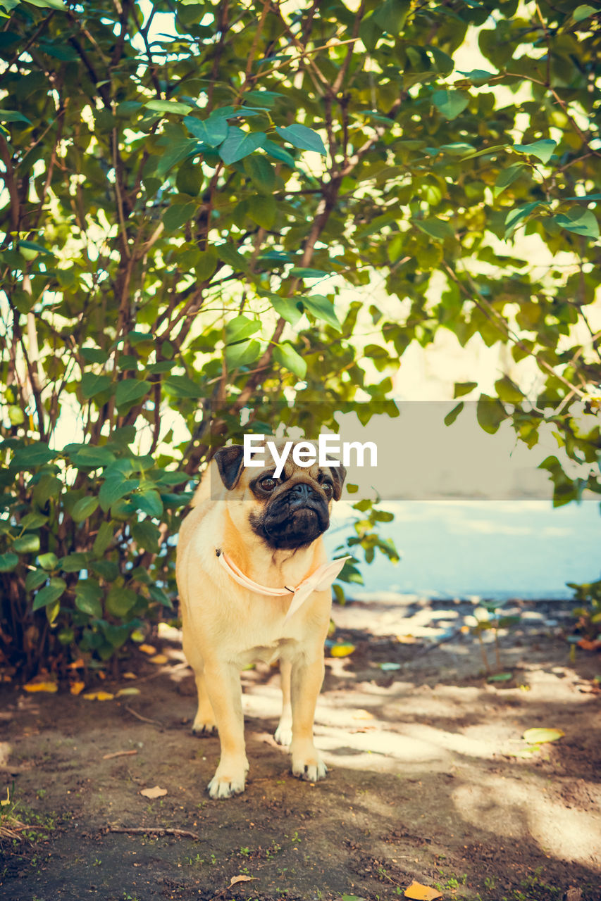 one animal, mammal, dog, pug, canine, pet, animal themes, animal, domestic animals, plant, tree, plant part, leaf, nature, lap dog, carnivore, day, flower, portrait, no people, standing, full length, outdoors, looking at camera, land