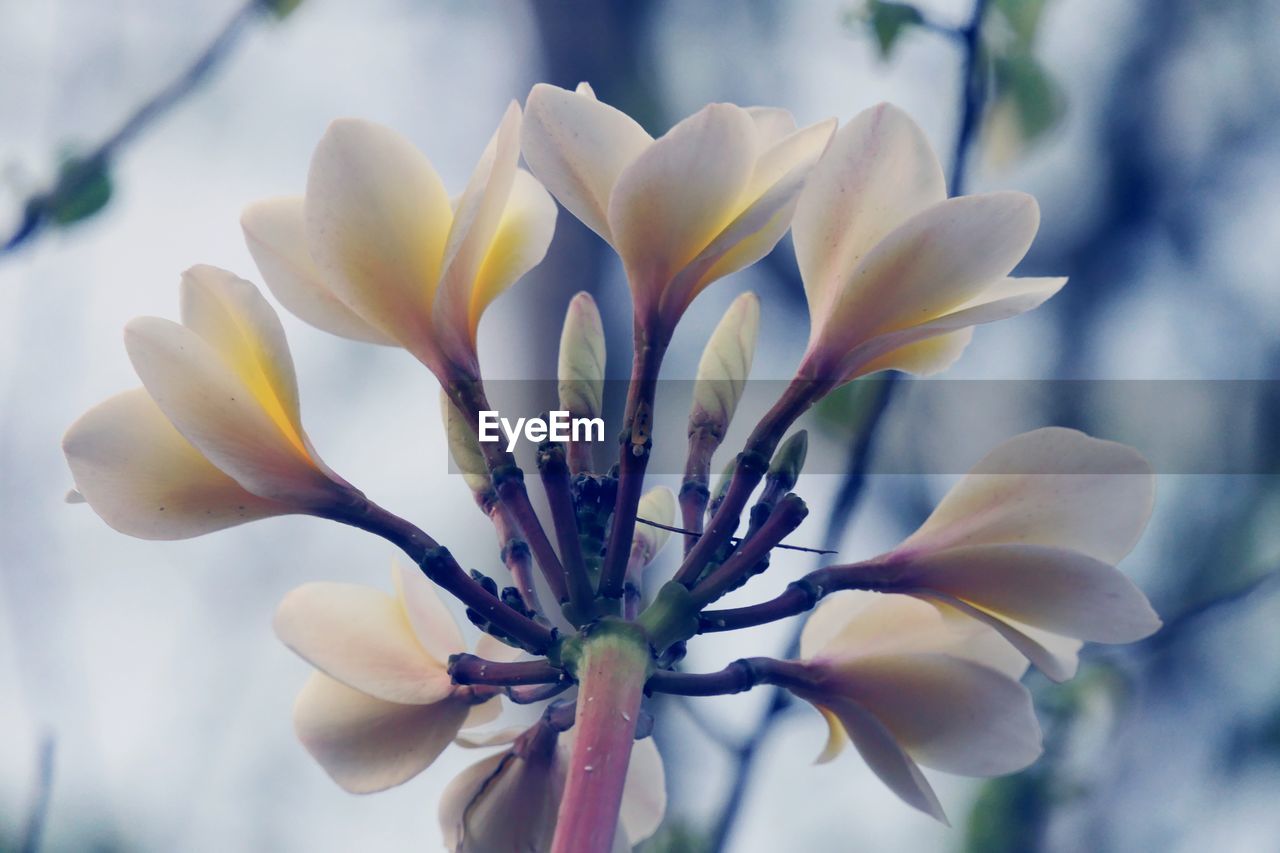 CLOSE-UP OF FRESH WHITE FLOWER WITH PURPLE PETALS