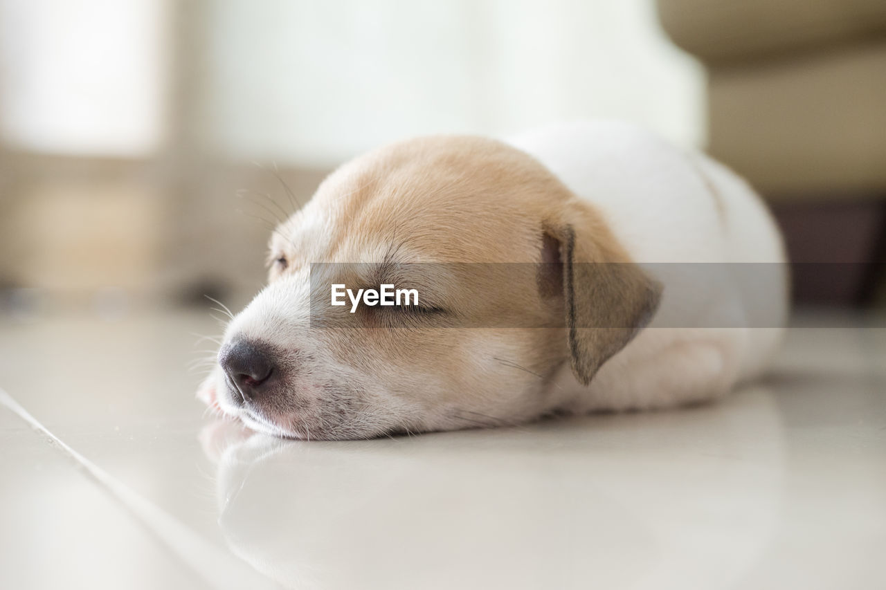 Close-up of dog sleeping