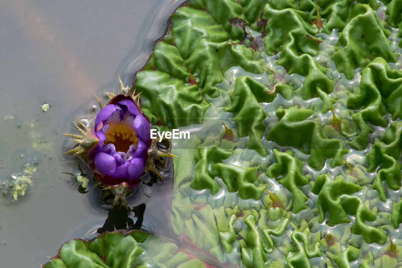 Close up of purple flower