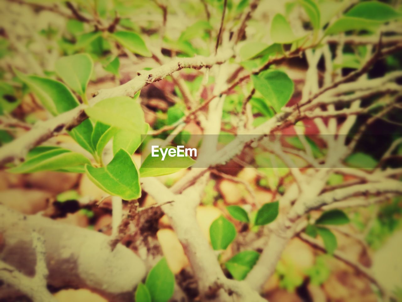 FULL FRAME SHOT OF FRESH LEAVES