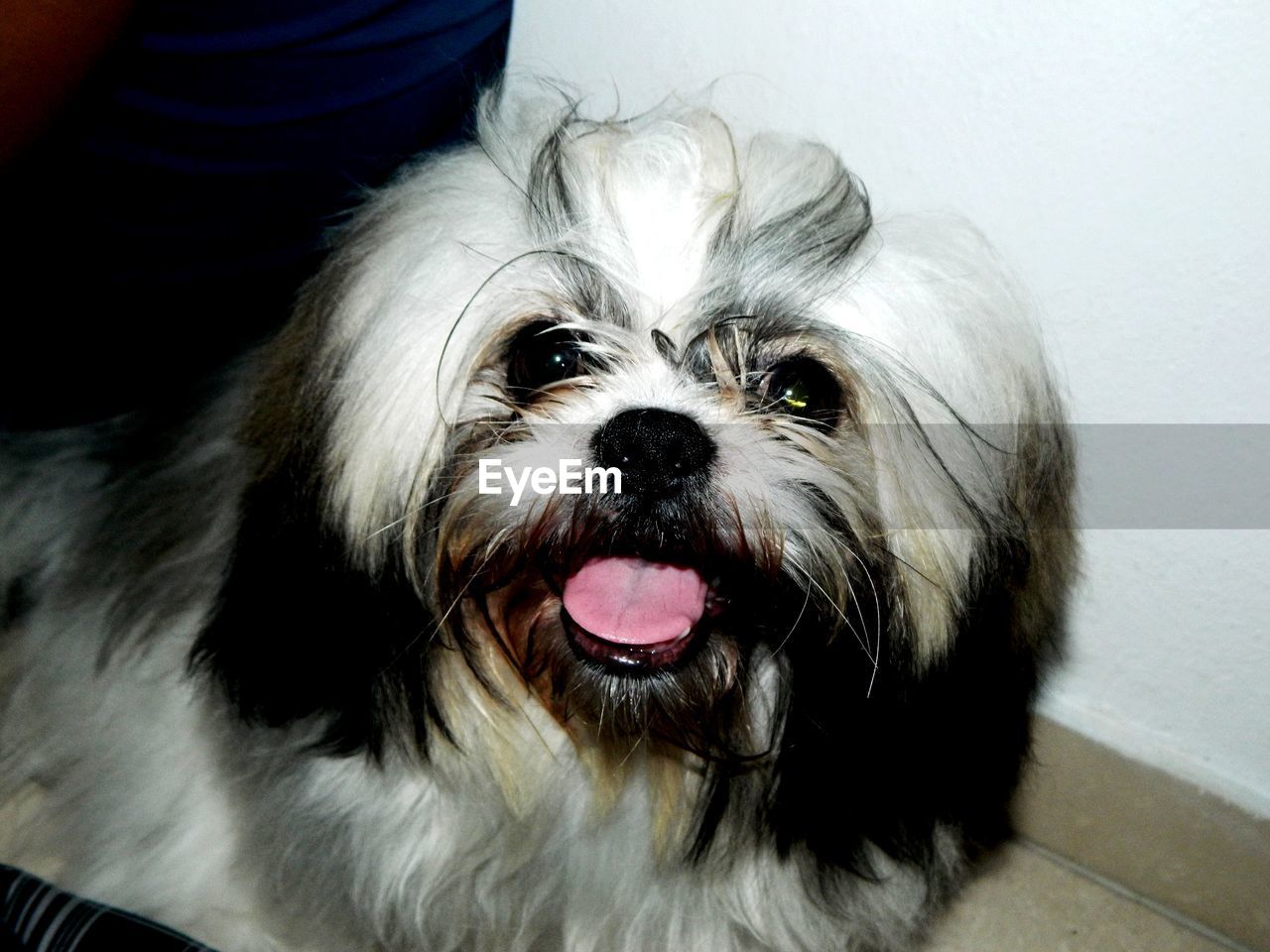 CLOSE-UP PORTRAIT OF DOG WITH MOUTH