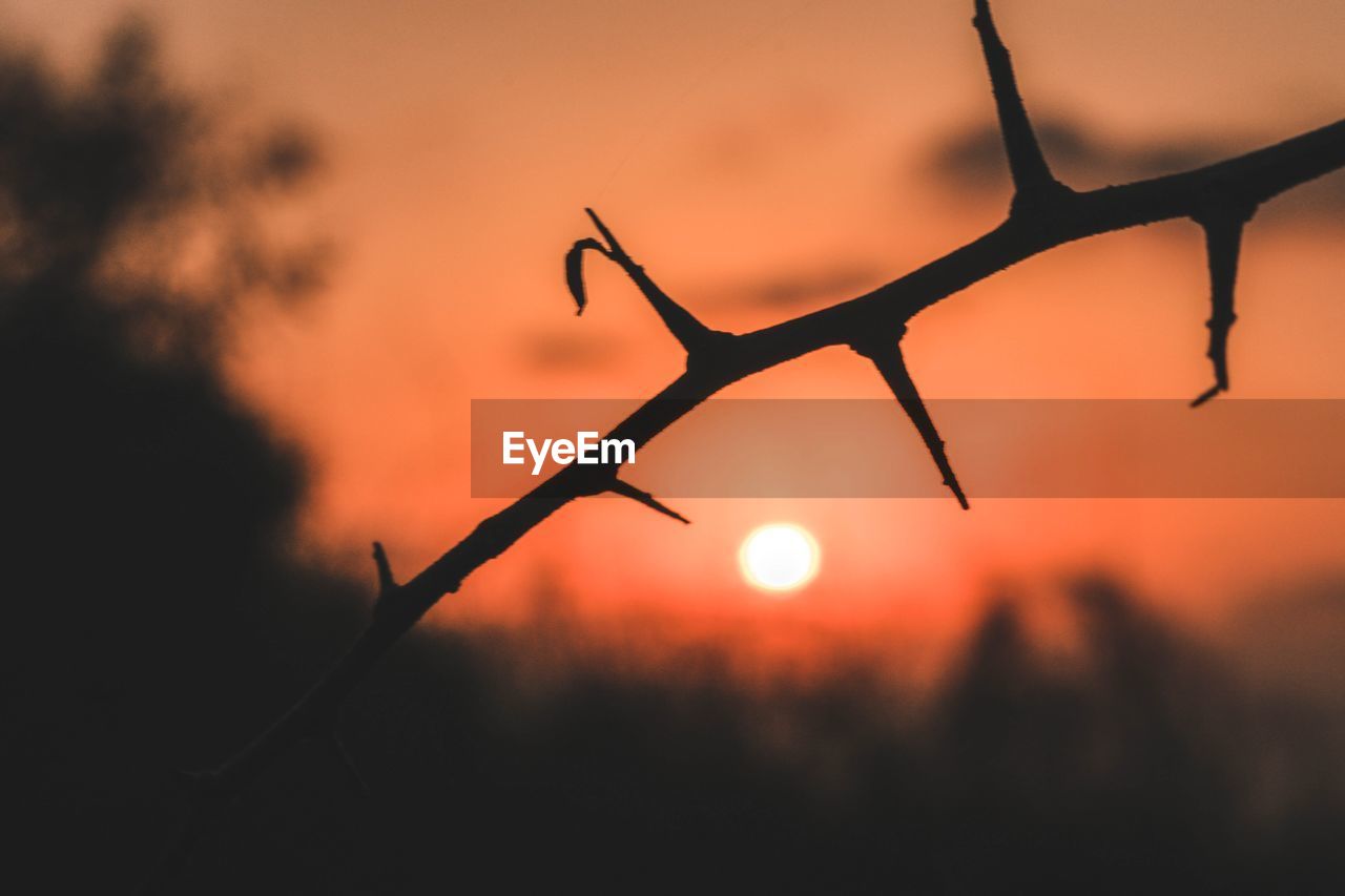 CLOSE-UP OF SILHOUETTE TREE AGAINST SUNSET