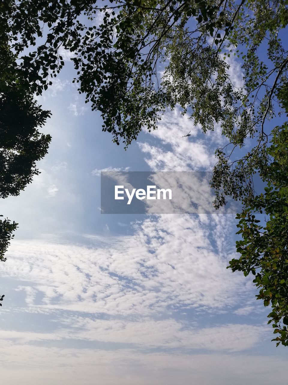 LOW ANGLE VIEW OF PLANTS AGAINST SKY