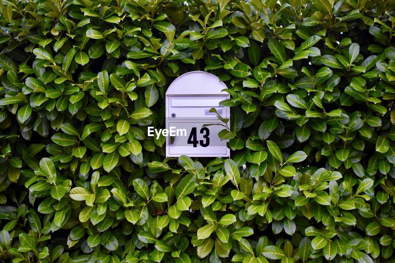 Close-up of mailbox amidst plants