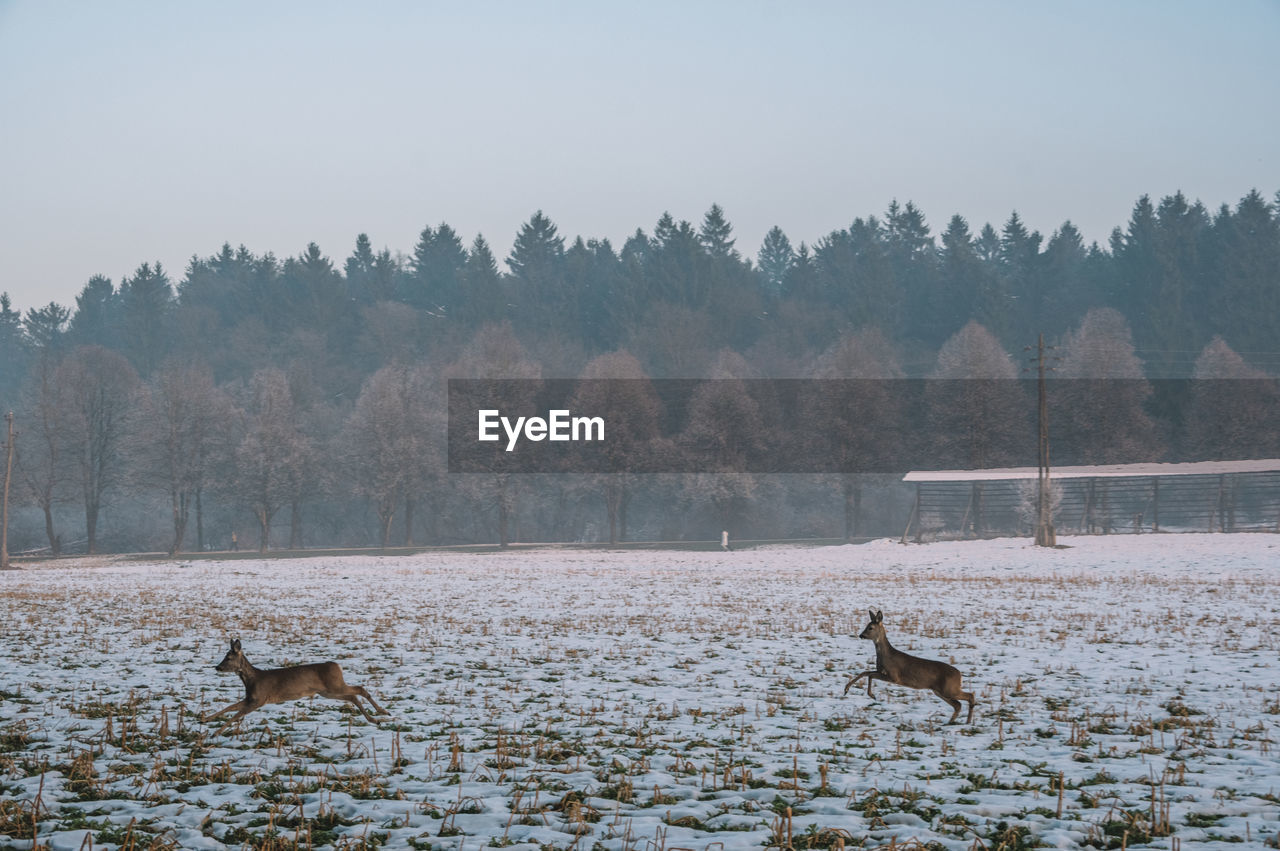 Deer in rural landscape