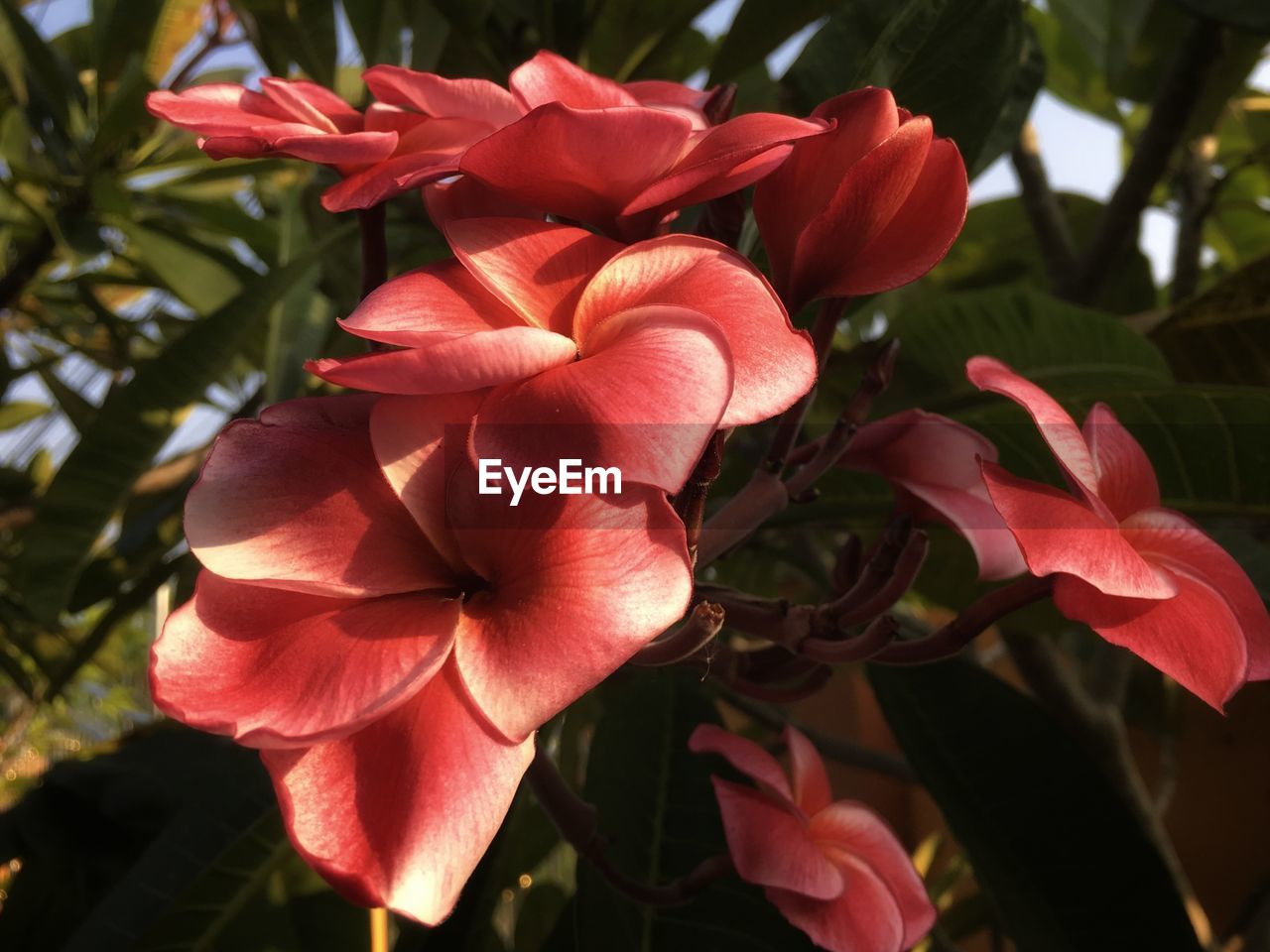 CLOSE-UP OF PINK FLOWERING PLANTS