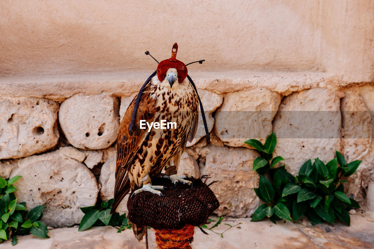 View of a falcon perching in front of a wall