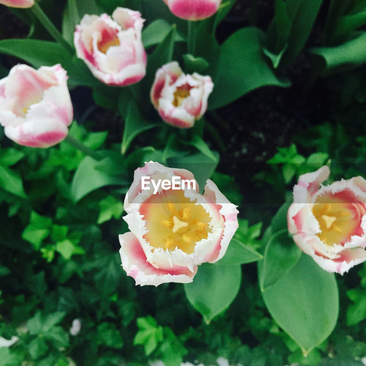 CLOSE-UP OF PINK FLOWERS BLOOMING