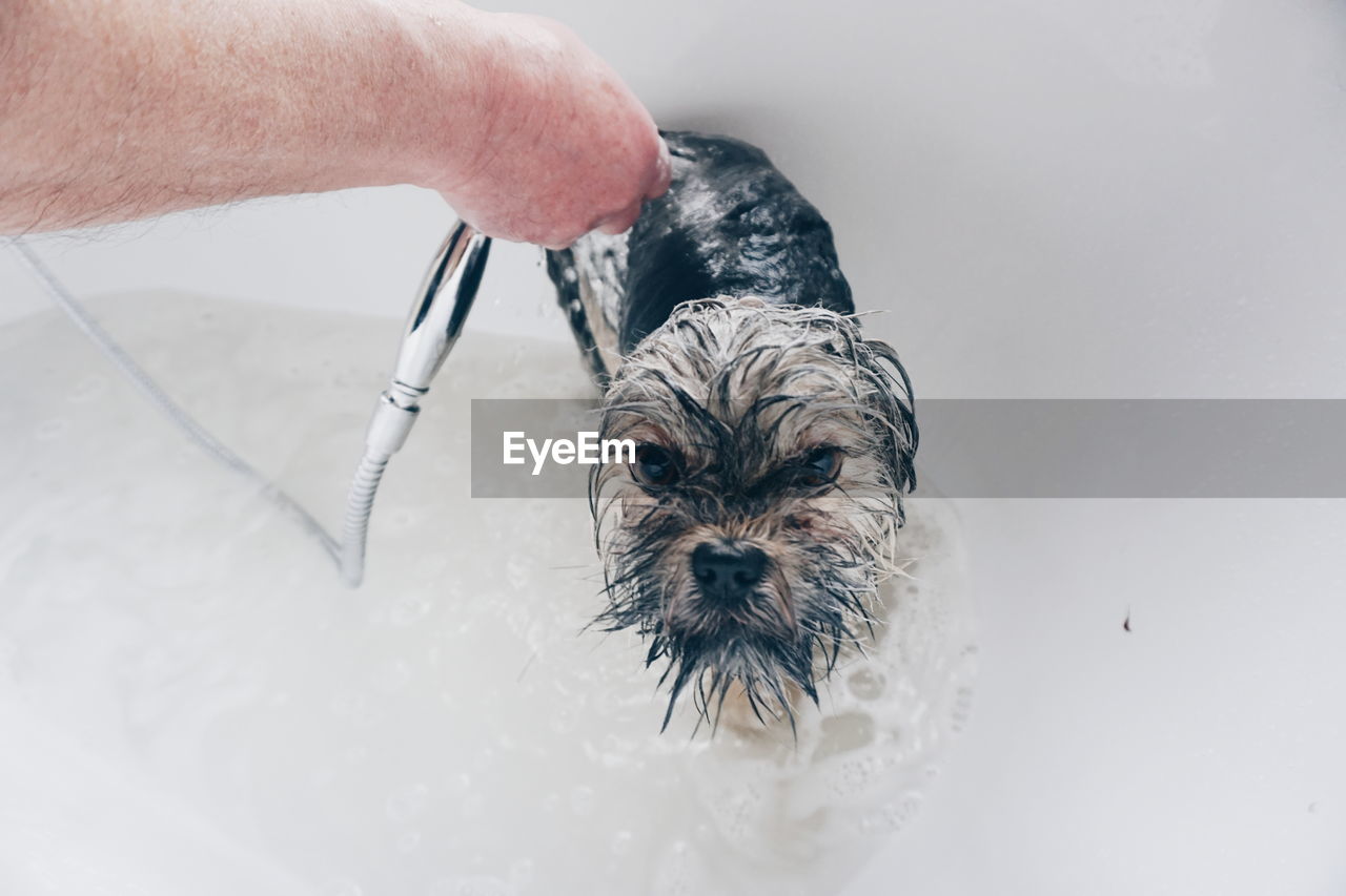 Close-up of hand washing dog