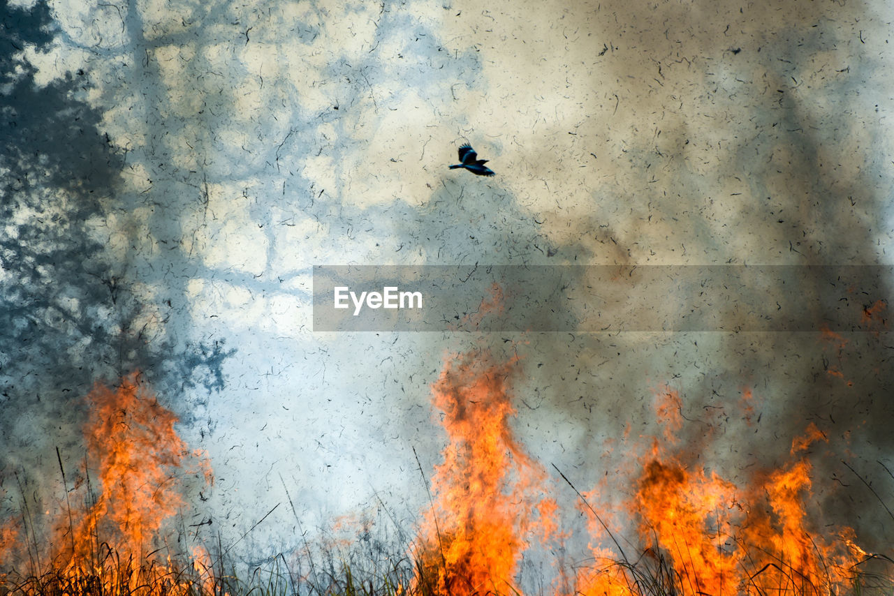 Close-up of forest fire