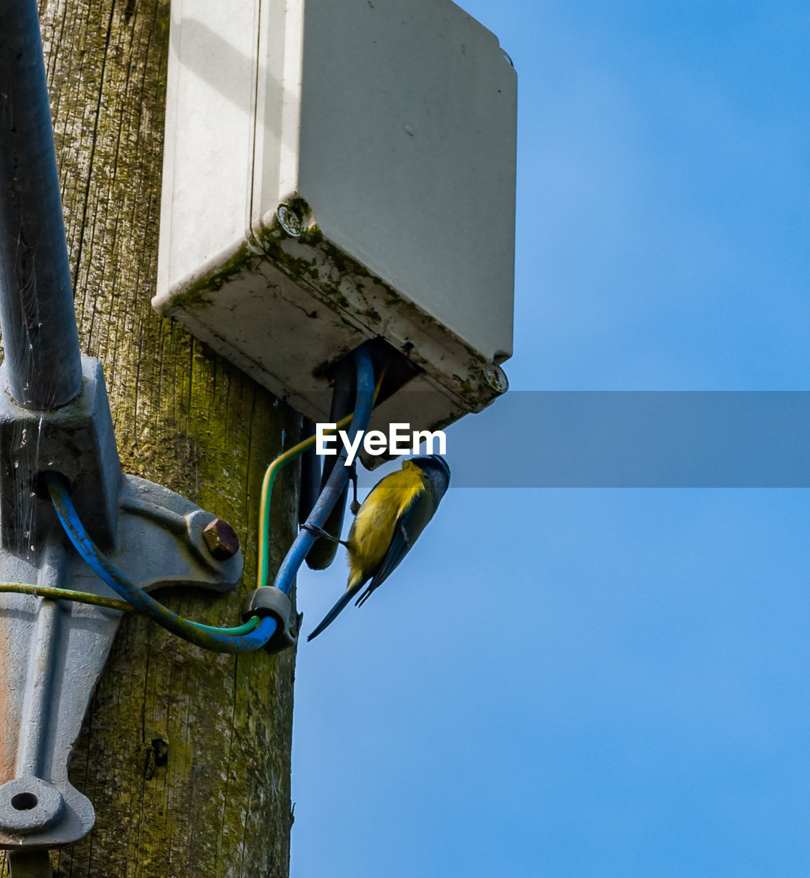 Low angle view of bluetit on wire against clear sky