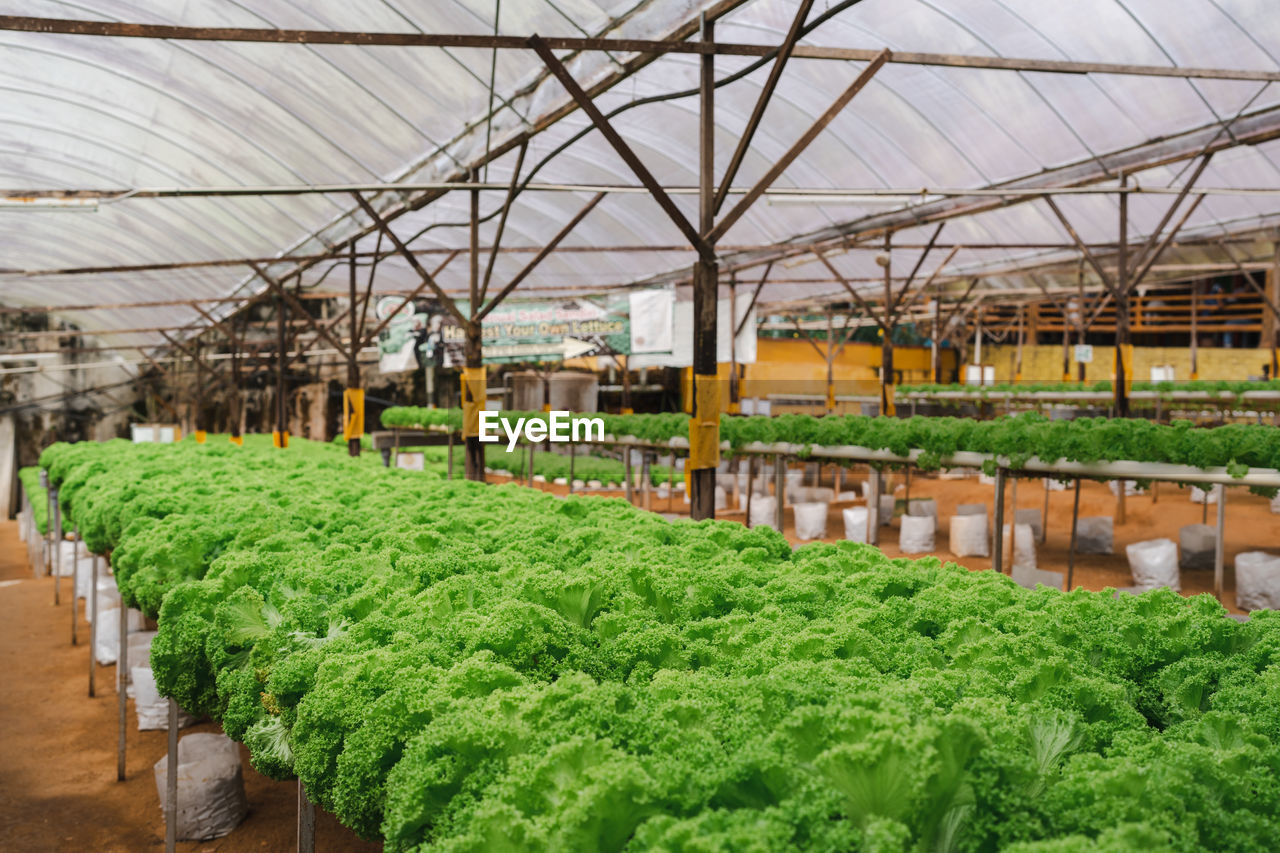 Vegetable lettuce in a greenhouse farm