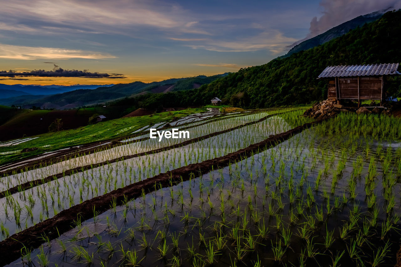 Scenic view of agricultural field against sky during sunset