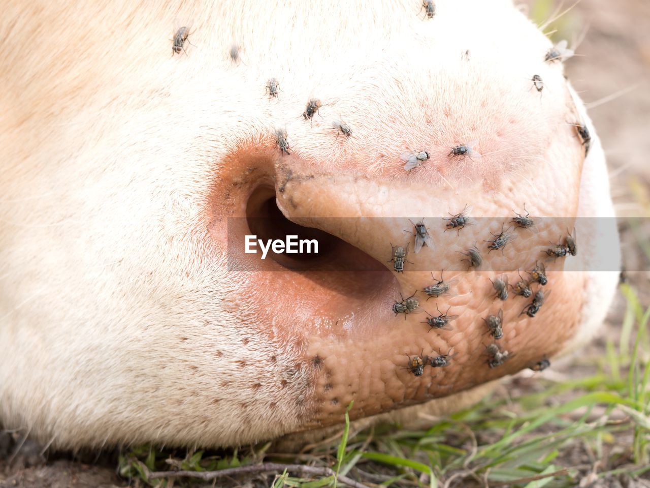 Annoying flies sit or run on the cow skin. white cow grazing in hot sunny day on meadow